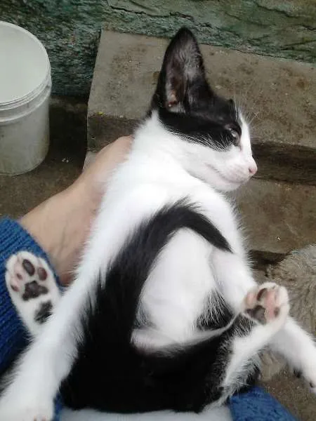 Gato ra a SRD idade 2 a 6 meses nome ninhadinha