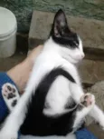 ninhadinha