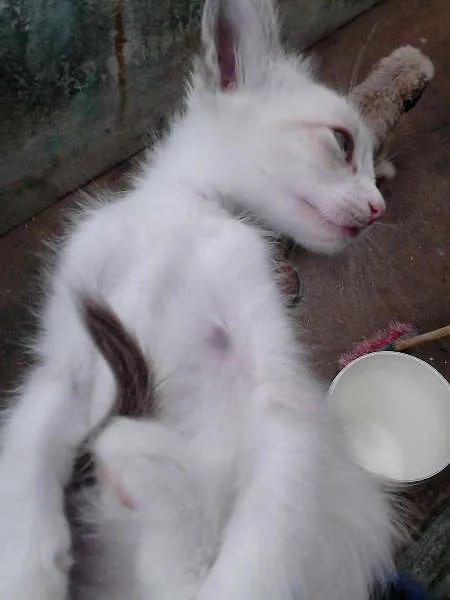 Gato ra a SRD idade 2 a 6 meses nome ninhadinha