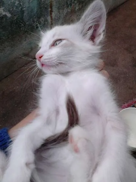 Gato ra a SRD idade 2 a 6 meses nome ninhadinha