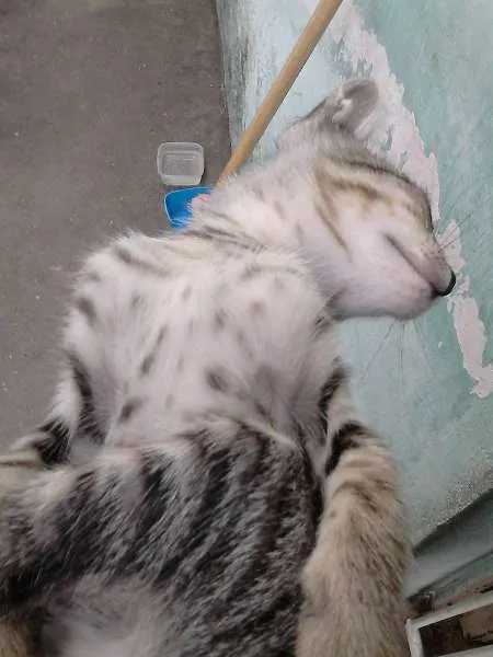 Gato ra a SRD idade 2 a 6 meses nome ninhadinha