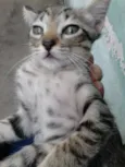 ninhadinha