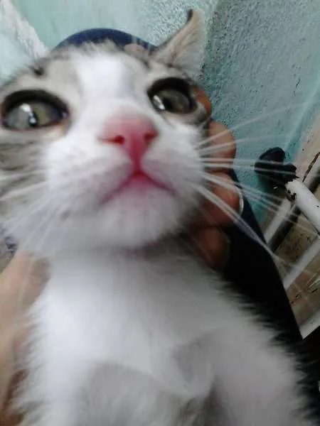 Gato ra a SRD idade 2 a 6 meses nome ninhadinha