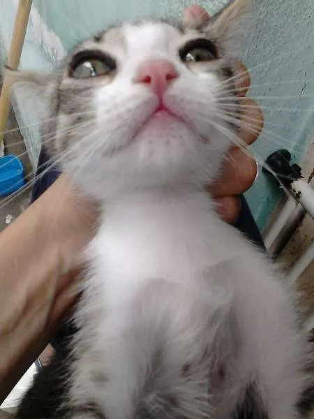Gato ra a SRD idade 2 a 6 meses nome ninhadinha