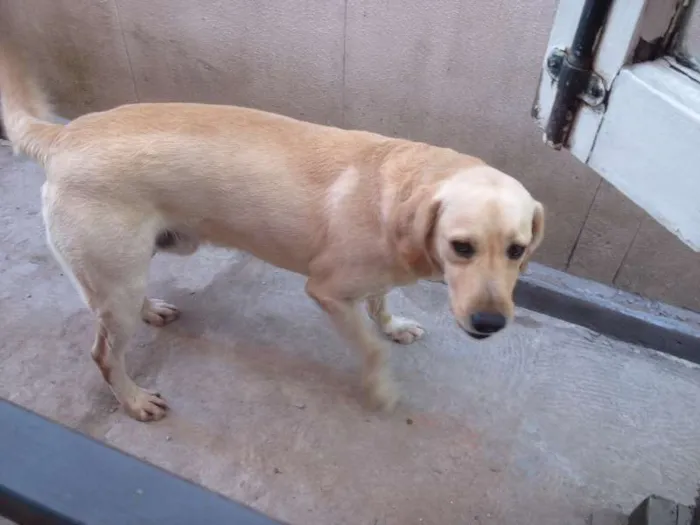 Cachorro ra a Labrador idade 2 a 6 meses nome Ringo