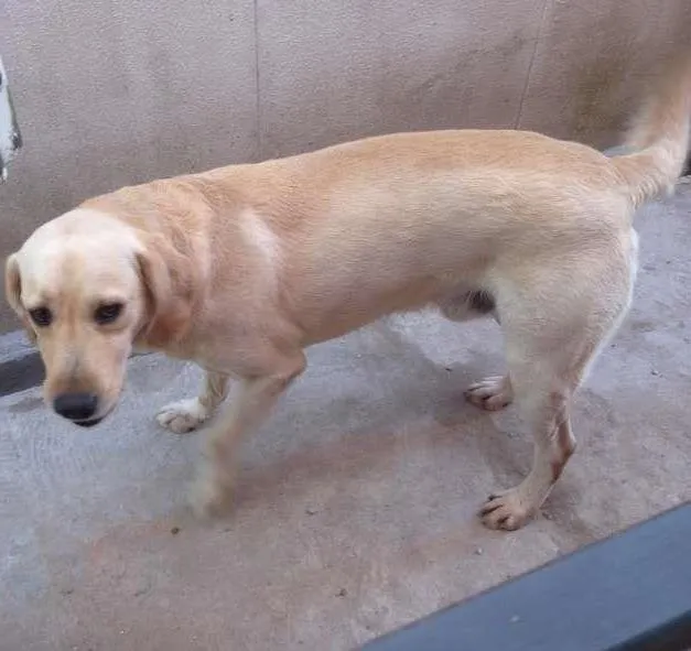 Cachorro ra a Labrador idade 2 a 6 meses nome Ringo