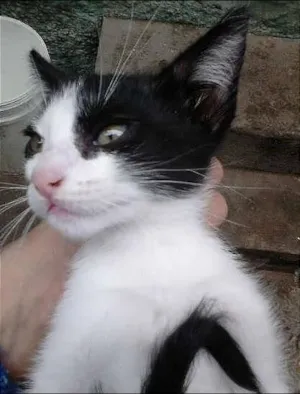 Gato raça SRD idade 2 a 6 meses nome ninhadinha