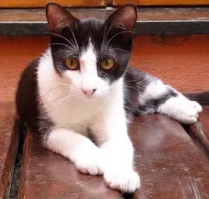 Gato raça SRD idade 2 a 6 meses nome kenzo