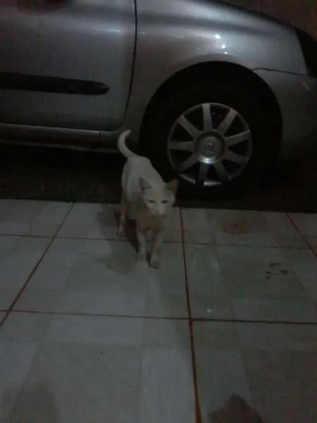 Gato ra a SRD idade 2 a 6 meses nome sindy