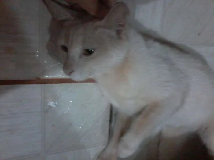 Gato ra a SRD idade 2 a 6 meses nome sindy