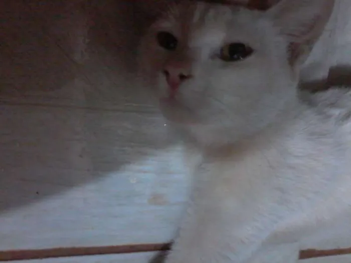 Gato ra a SRD idade 2 a 6 meses nome sindy