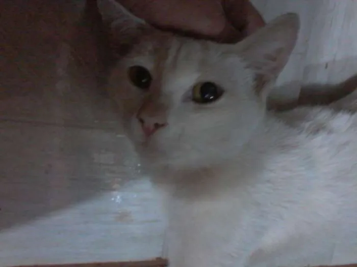 Gato ra a SRD idade 2 a 6 meses nome sindy