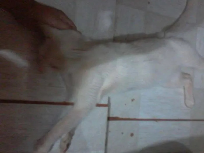 Gato ra a SRD idade 2 a 6 meses nome sindy