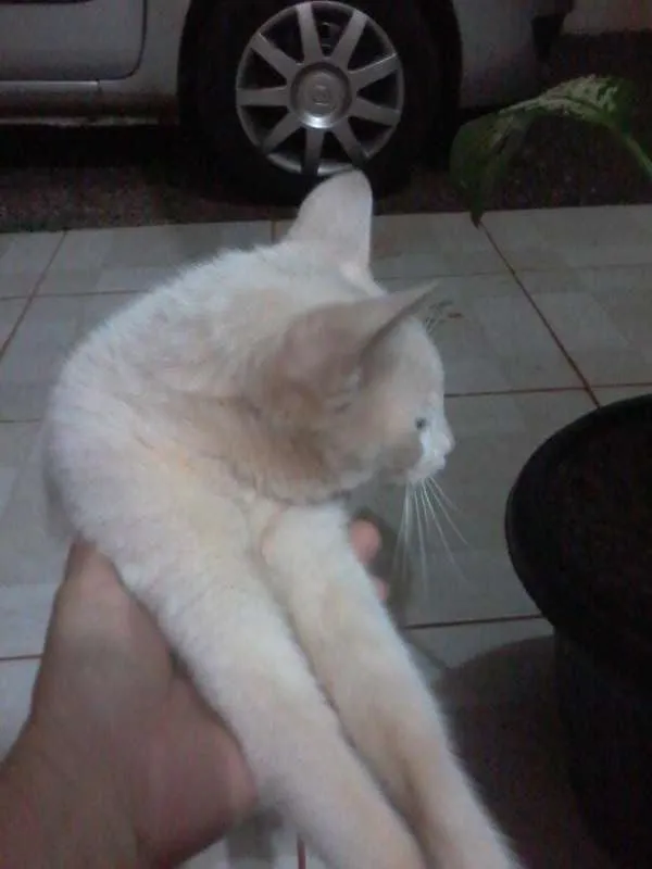 Gato ra a SRD idade 2 a 6 meses nome sindy