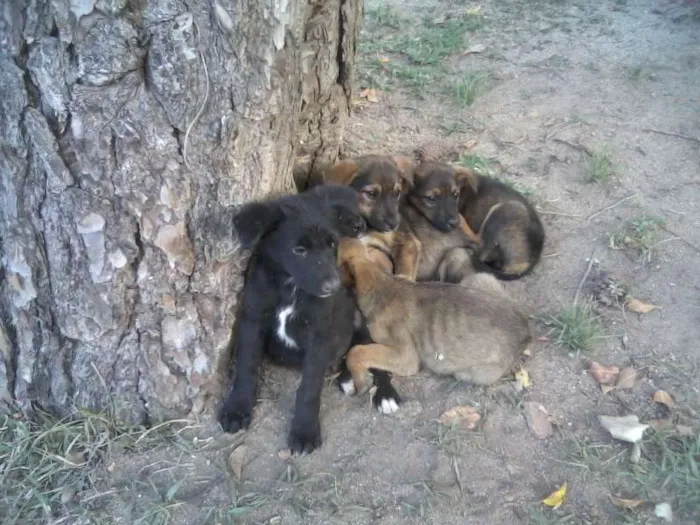 Cachorro raça desconhecida idade 2 a 6 meses nome sem nome