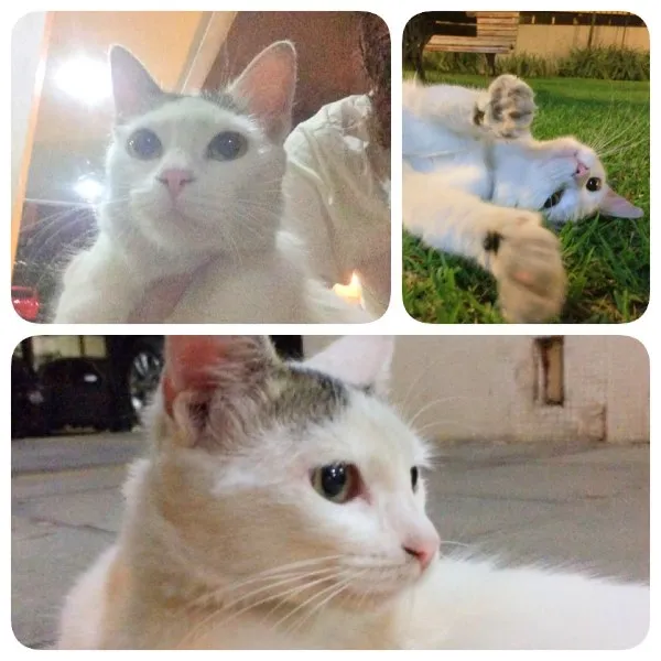 Gato ra a SRD idade 7 a 11 meses nome Sem nome