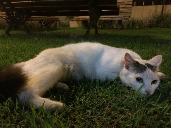 Gato ra a SRD idade 7 a 11 meses nome Sem nome