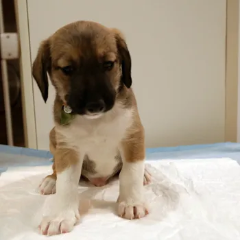 Cachorro ra a SRD idade Abaixo de 2 meses nome Defeitinho