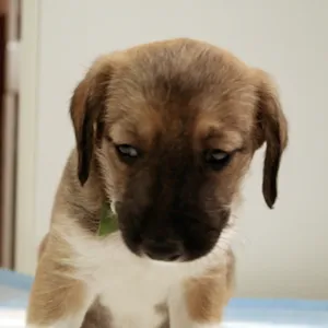 Cachorro raça SRD idade Abaixo de 2 meses nome Defeitinho