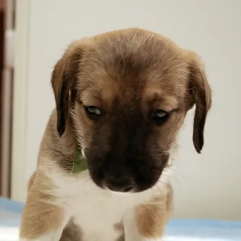 Cachorro ra a SRD idade Abaixo de 2 meses nome Defeitinho