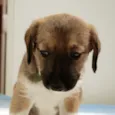 Defeitinho