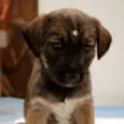 Pretinha