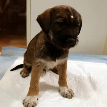 Cachorro ra a SRD idade Abaixo de 2 meses nome Pretinha