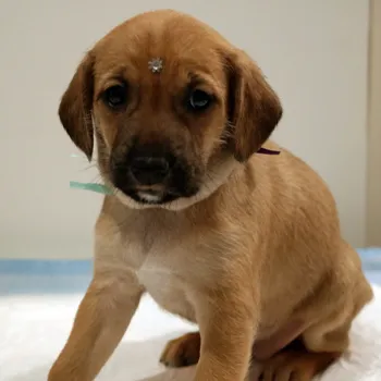 Cachorro ra a SRD idade Abaixo de 2 meses nome Amarelinha