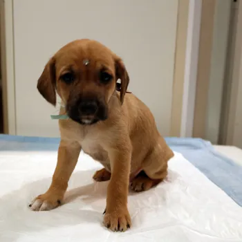 Cachorro ra a SRD idade Abaixo de 2 meses nome Amarelinha