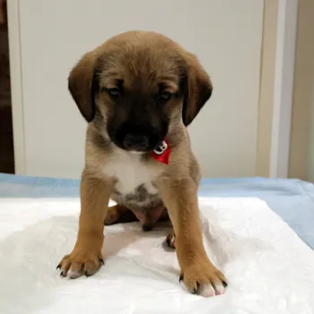Cachorro ra a SRD idade Abaixo de 2 meses nome Luvinha