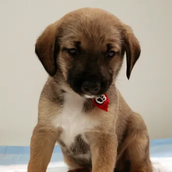 Cachorro ra a SRD idade Abaixo de 2 meses nome Luvinha