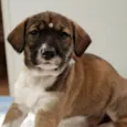 Pintinha Branca