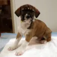 Pintinha Branca