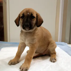 Cachorro raça SRD idade Abaixo de 2 meses nome Lindinha