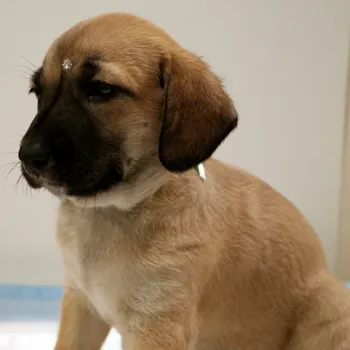 Cachorro ra a SRD idade Abaixo de 2 meses nome Lindinha