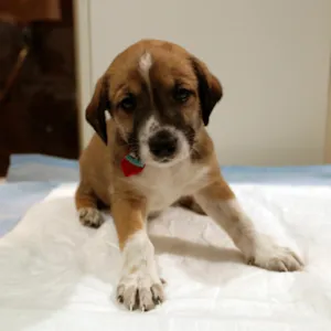 Cachorro raça SRD idade Abaixo de 2 meses nome Fofucho
