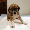 Fofucho