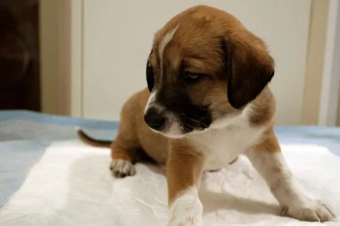 Cachorro ra a SRD idade Abaixo de 2 meses nome Fofucho