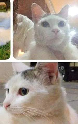 Gato raça SRD idade 7 a 11 meses nome Sem nome