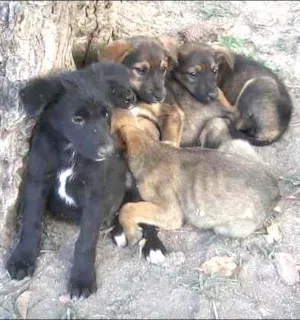 Cachorro raça desconhecida idade 2 a 6 meses nome sem nome