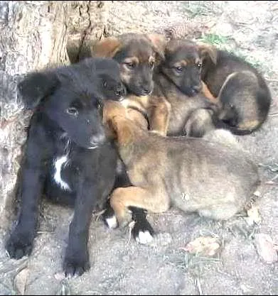 Cachorro raça desconhecida idade 2 a 6 meses nome sem nome