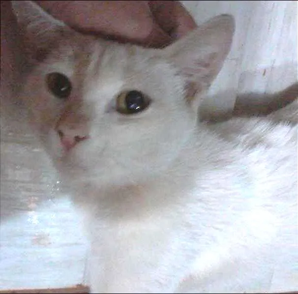 Gato ra a SRD idade 2 a 6 meses nome sindy