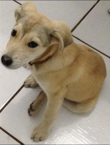 Cachorro ra a indefinida idade 2 a 6 meses nome Marley
