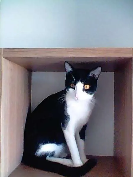 Gato raça rsd idade 7 a 11 meses nome Dudu