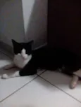 Dudu