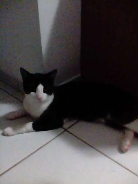 Gato raça rsd idade 7 a 11 meses nome Dudu