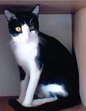 Gato raça rsd idade 7 a 11 meses nome Dudu