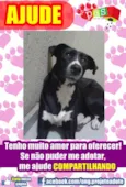 Vários Filhotes e A