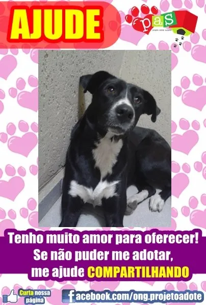 Cachorro raça Diversas idade  nome Vários Filhotes e A