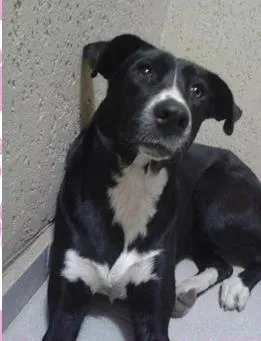 Cachorro raça Diversas idade  nome Vários Filhotes e A